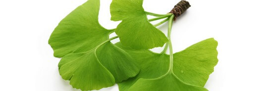 Le macérat de bourgeons de Ginkgo biloba